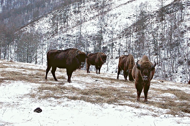 Алтайский зубрятник, зубры на Алтае, Зубры зимой